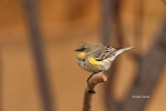 Dendroica-coronata;One;Yellow-rumped-Warbler;avifauna;bird;birds;color-image;col